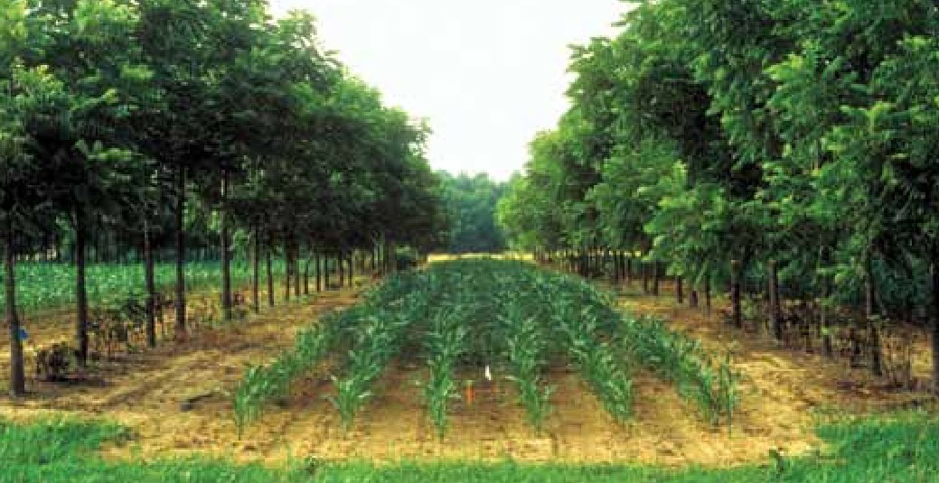 L agroforesterie Une Technique Pour Pr server L environnement Aje 
